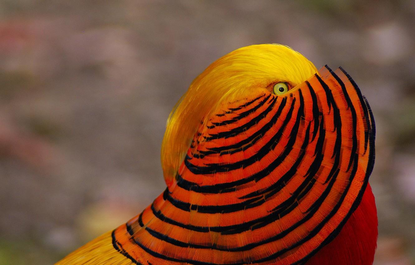1332x850 Wallpaper bird, paint, feathers, Golden pheasant image for desktop, section животные
