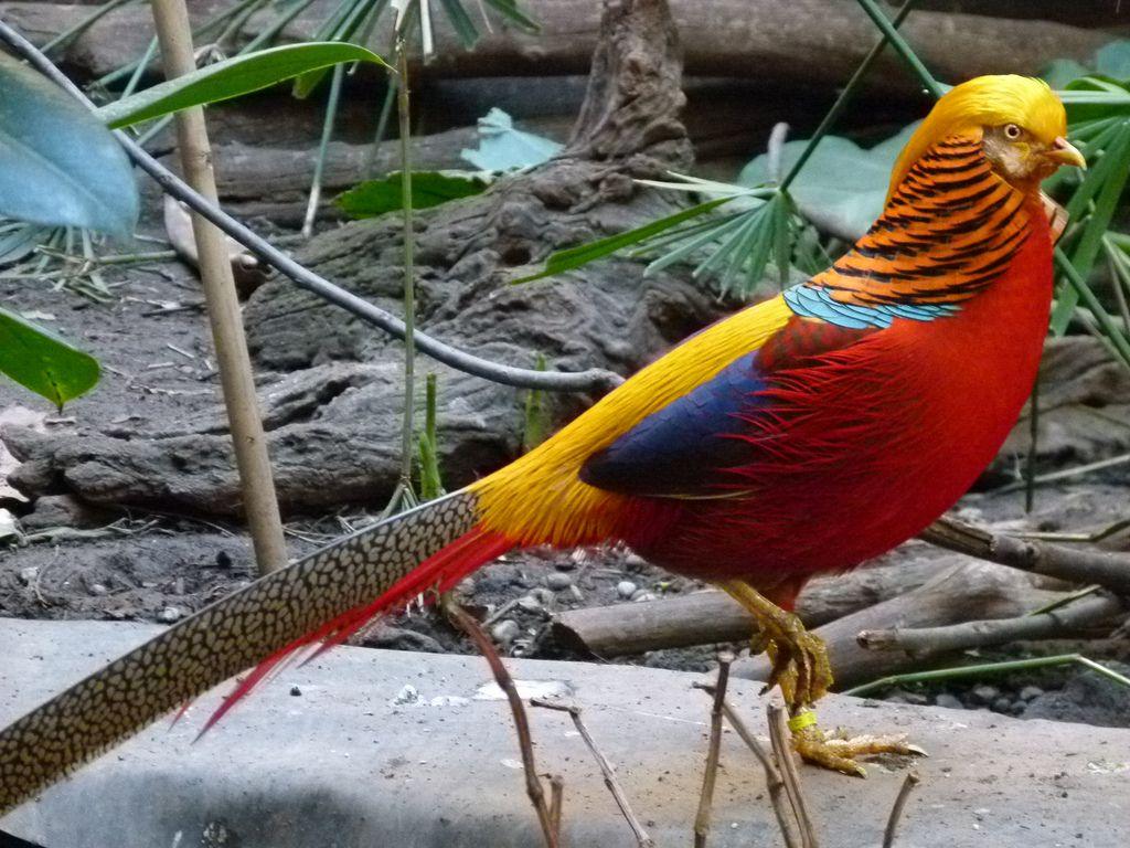 1024x768 The Golden pheasant or Chinese pheasant, (Chrysolophus pictus) is a gamebird of the order Galliformes (gallinaceous bir. Golden pheasant, Colorful birds, Pheasant