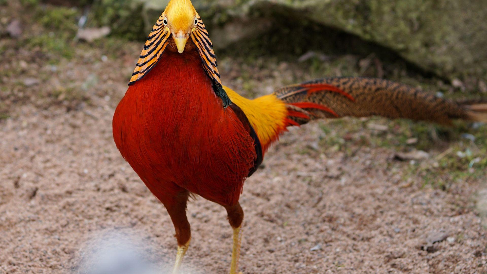 1920x1080 Desktop Wallpaper Golden Pheasant Bird, Red Bird, HD Image, Picture, Background, Eburhw