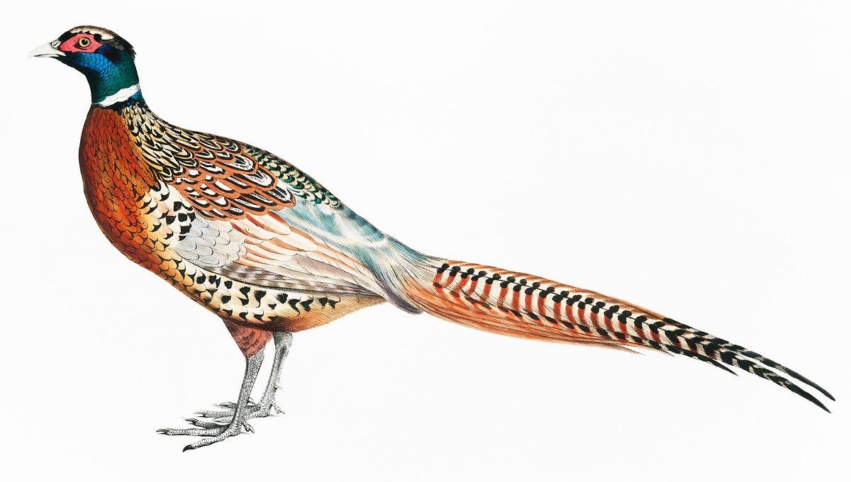 1200x680 Golden Pheasant Image Wallpaper