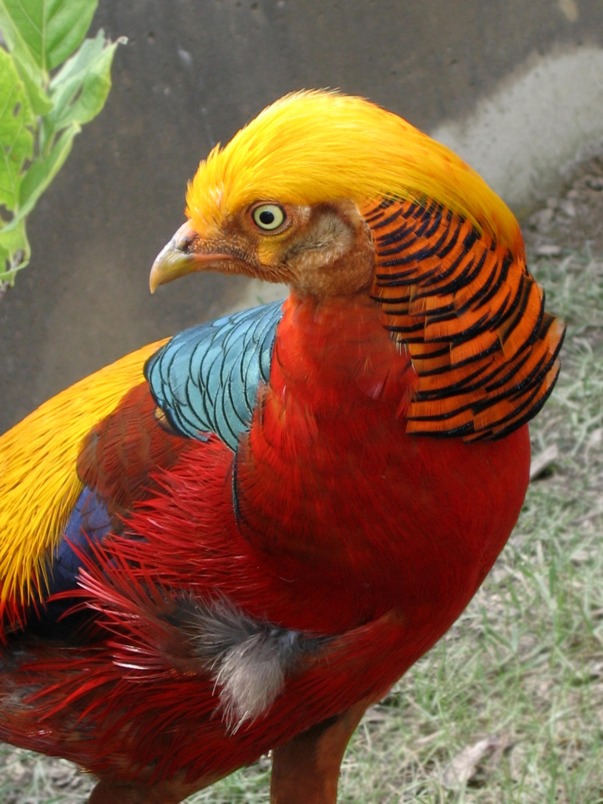 1944x2592 birds pheasant golden pheasant 1944x2592 wallpaper High Quality Wallpaper, High Definition Wallpaper