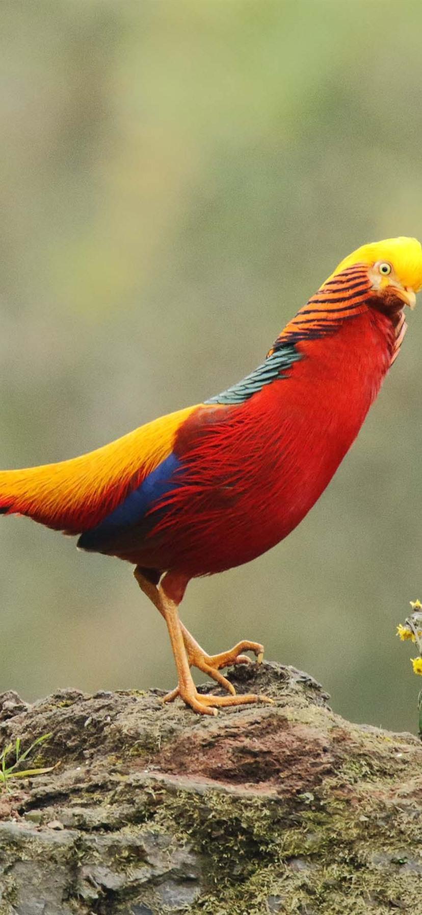 828x1792 Golden Pheasant, Wildlife 828x1792 IPhone 11 XR Wallpaper, Background, Picture, Image