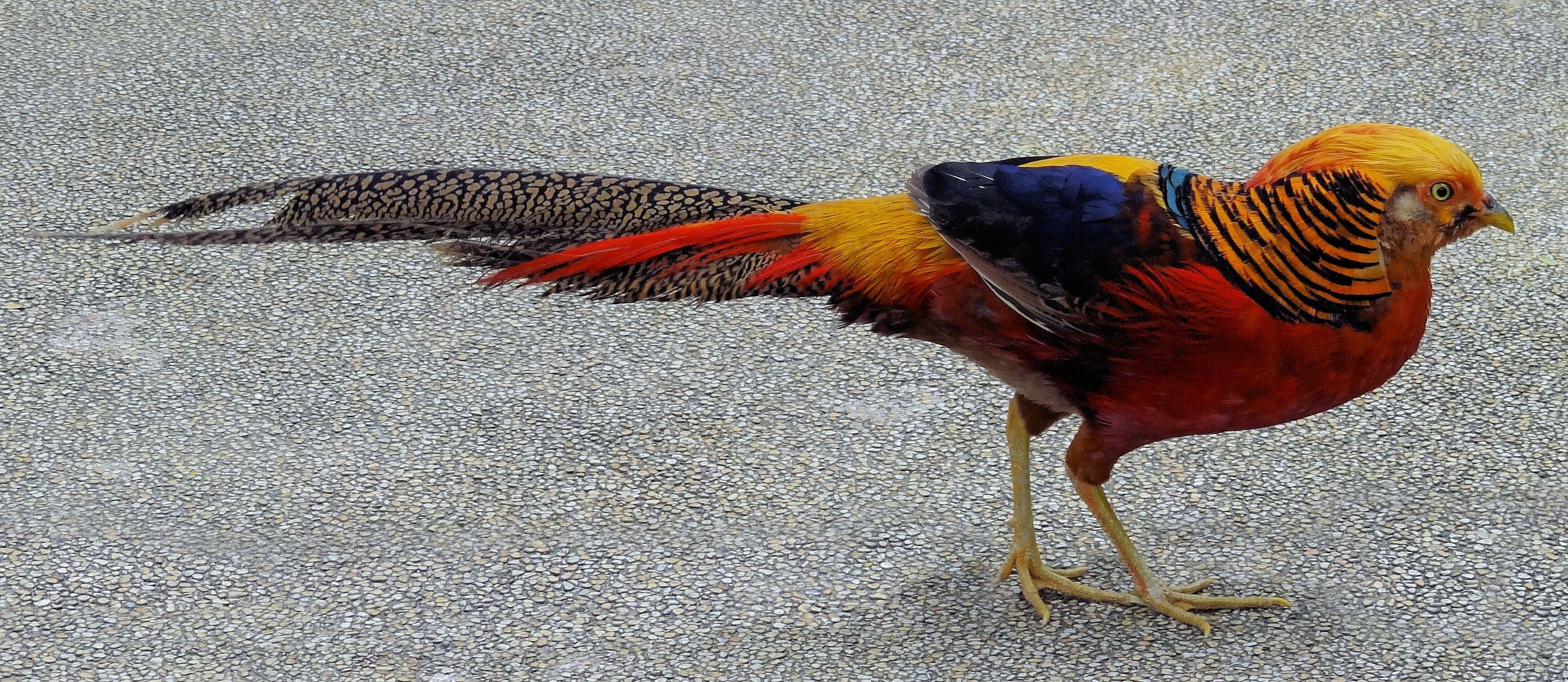 3467x1509 GOLDEN PHEASANT bird colorful gold (2)_JPG wallpaperx1509