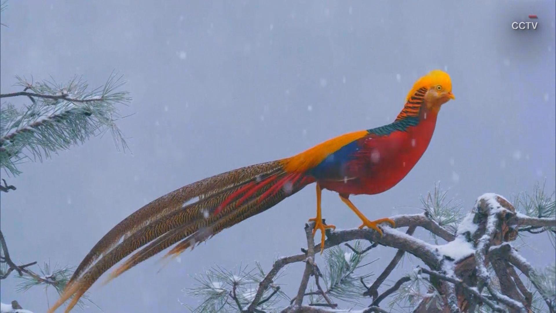 1920x1080 Gorgeous golden pheasant makes rare snowy appearance