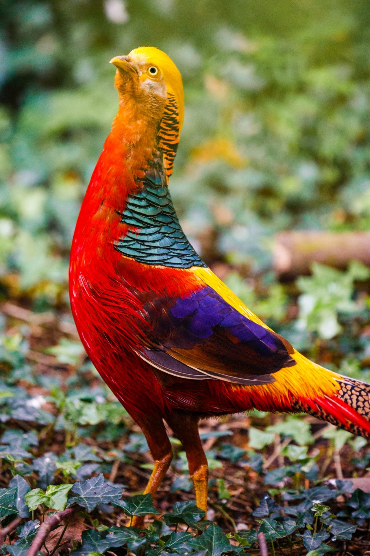1280x1920 Free photo: Golden Pheasant, Beautiful, Bird