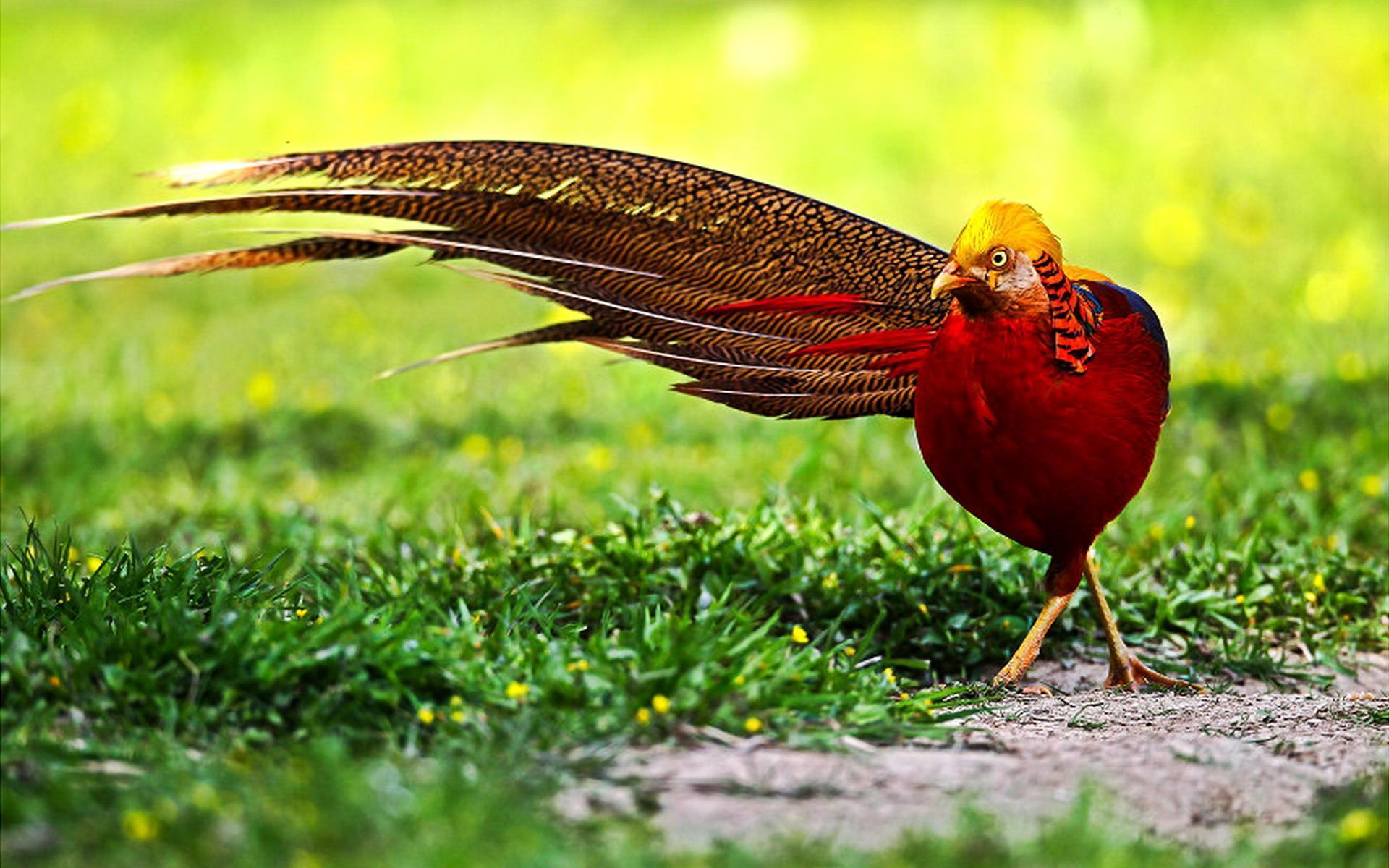 1920x1200 Pheasant Wallpaper