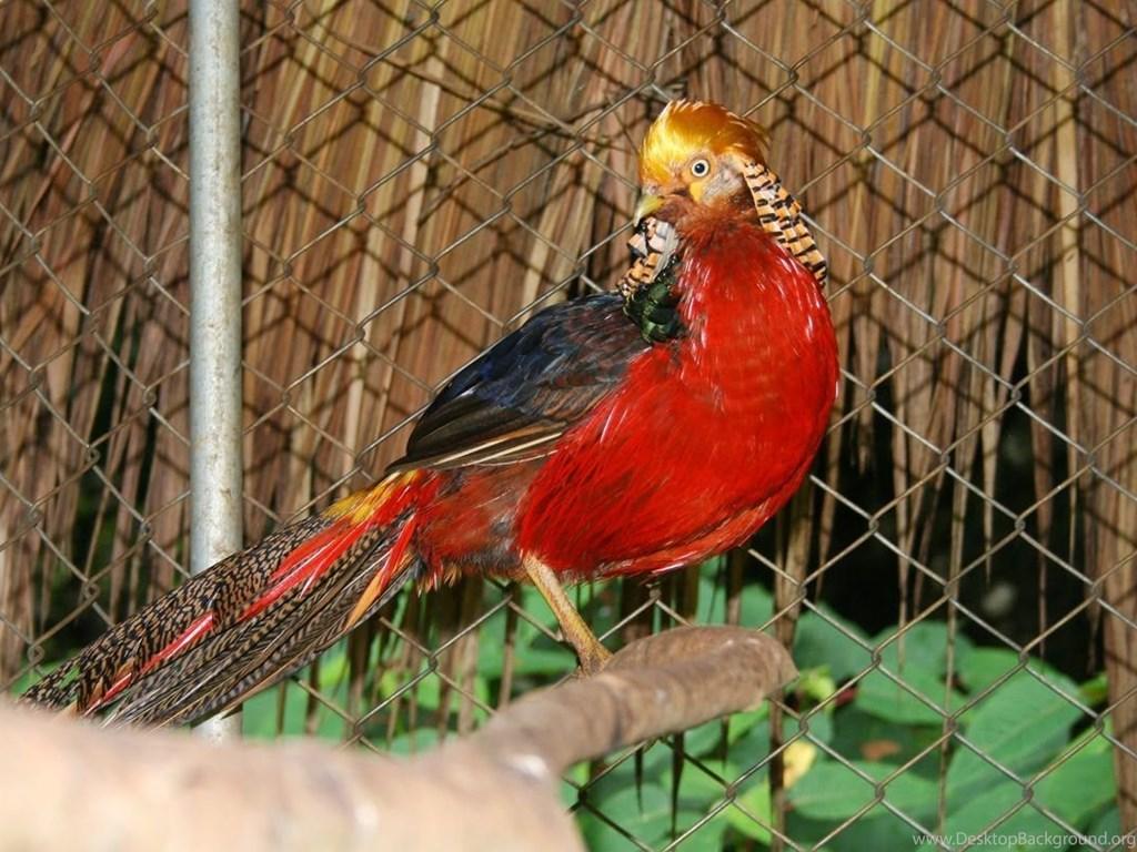 1024x768 Golden Pheasant Birds HD Wallpaper Desktop Background