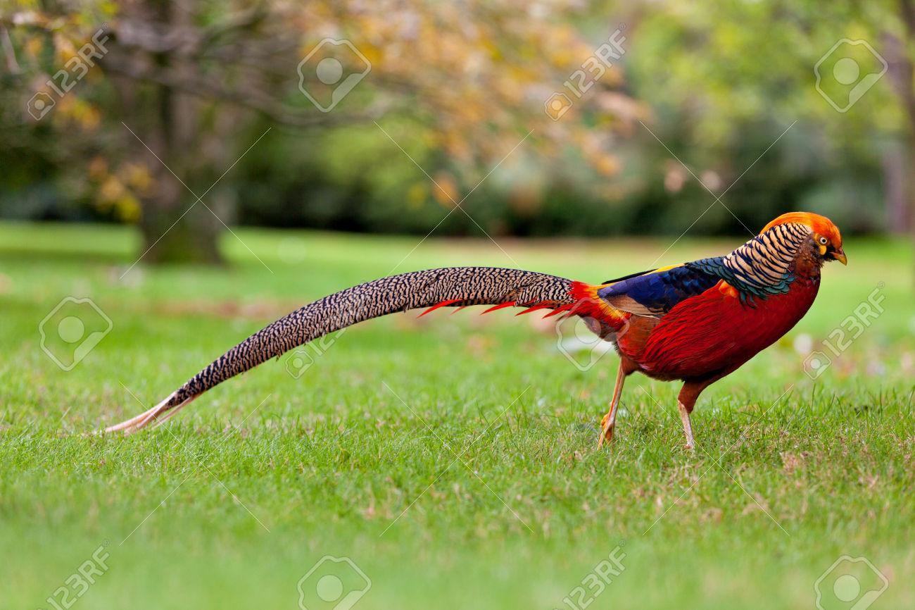 Golden Pheasant Wallpapers - Top Free Golden Pheasant Backgrounds