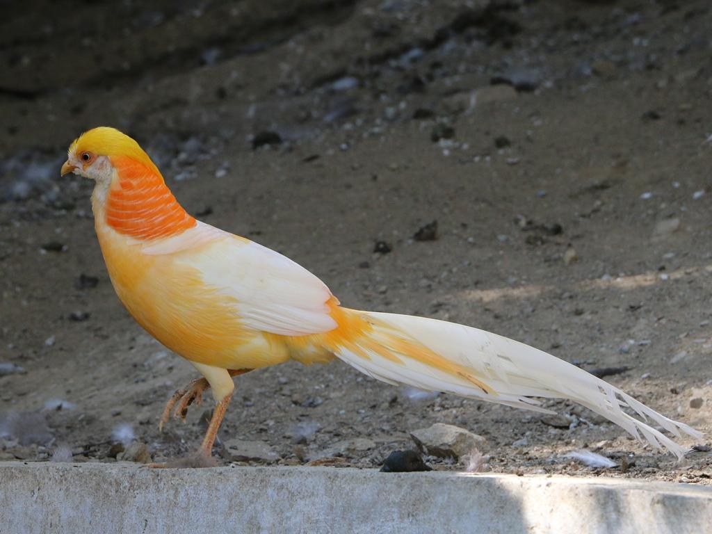 1024x768 Golden Pheasant Facts Photo