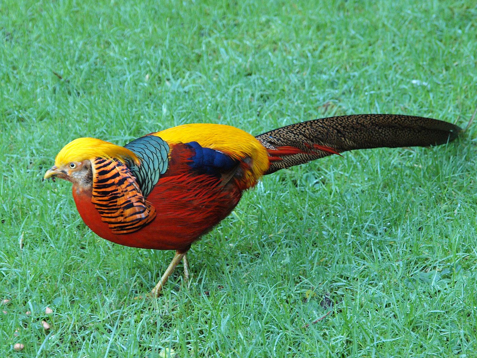 1600x1201 Golden Pheasant