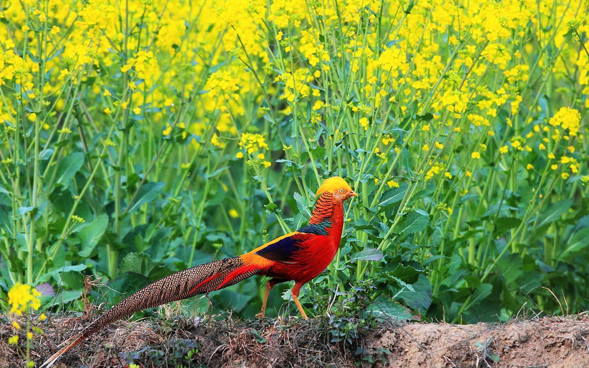 Golden Pheasant Wallpapers - Top Free Golden Pheasant Backgrounds