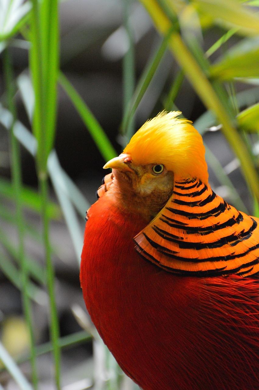 Golden Pheasant Wallpapers - Top Free Golden Pheasant Backgrounds