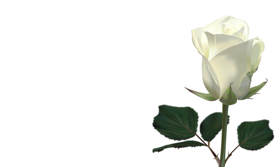1145x697 White Rose Wallpaper
