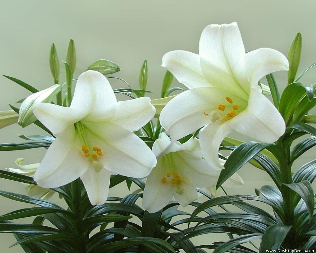 1280x1024 Desktop Wallpaper Flowers Background White Lily in Plant