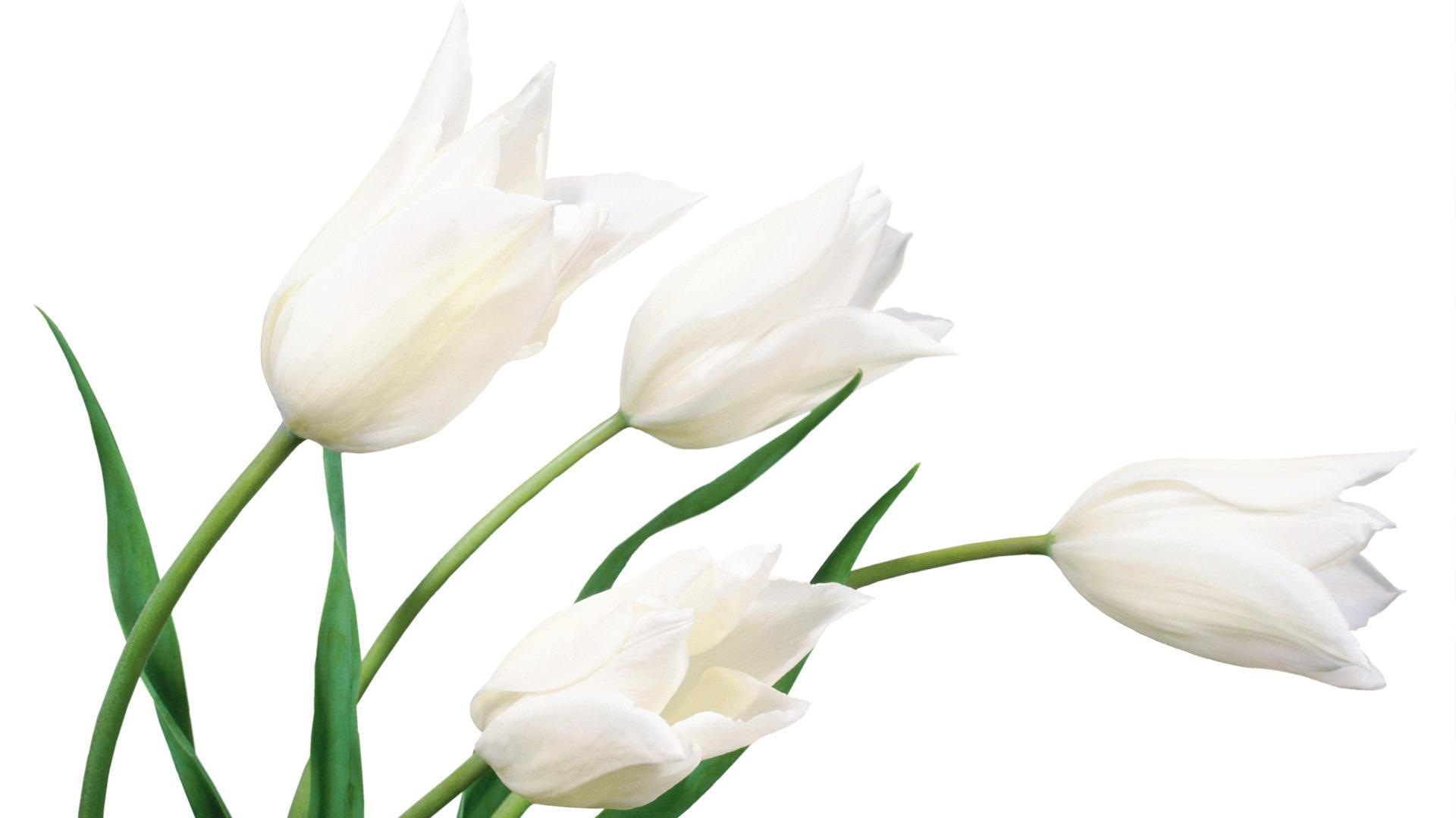1920x1080 Download 52 Clean White Wallpaper For Desktop & Laptops