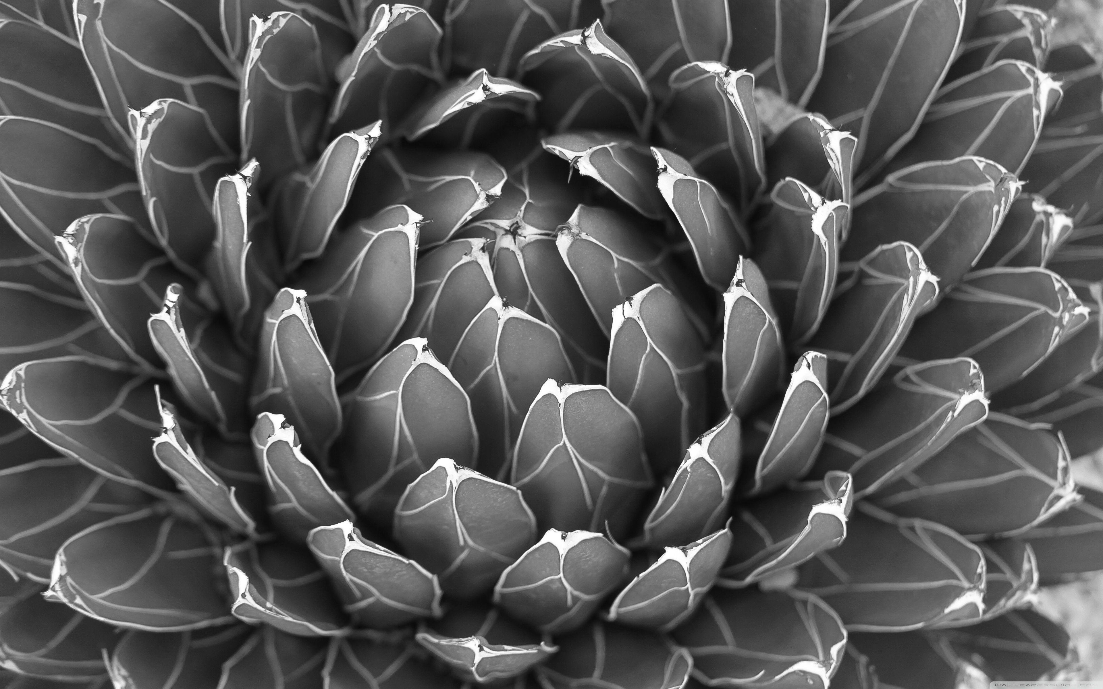 3840x2400 Cactus Plant Black And White ❤ 4K HD Desktop Wallpaper for 4K Ultra