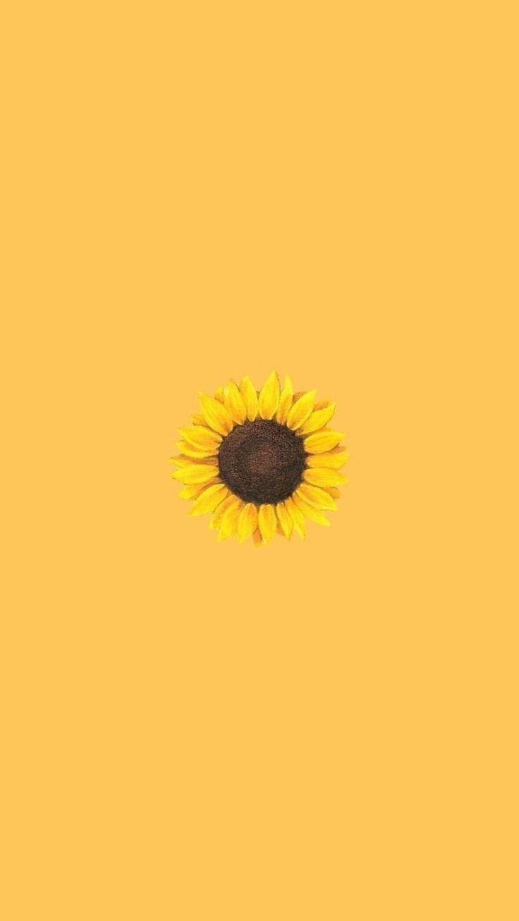 Aesthetic Sunflower Phone Wallpapers - Top Free Aesthetic Sunflower ...