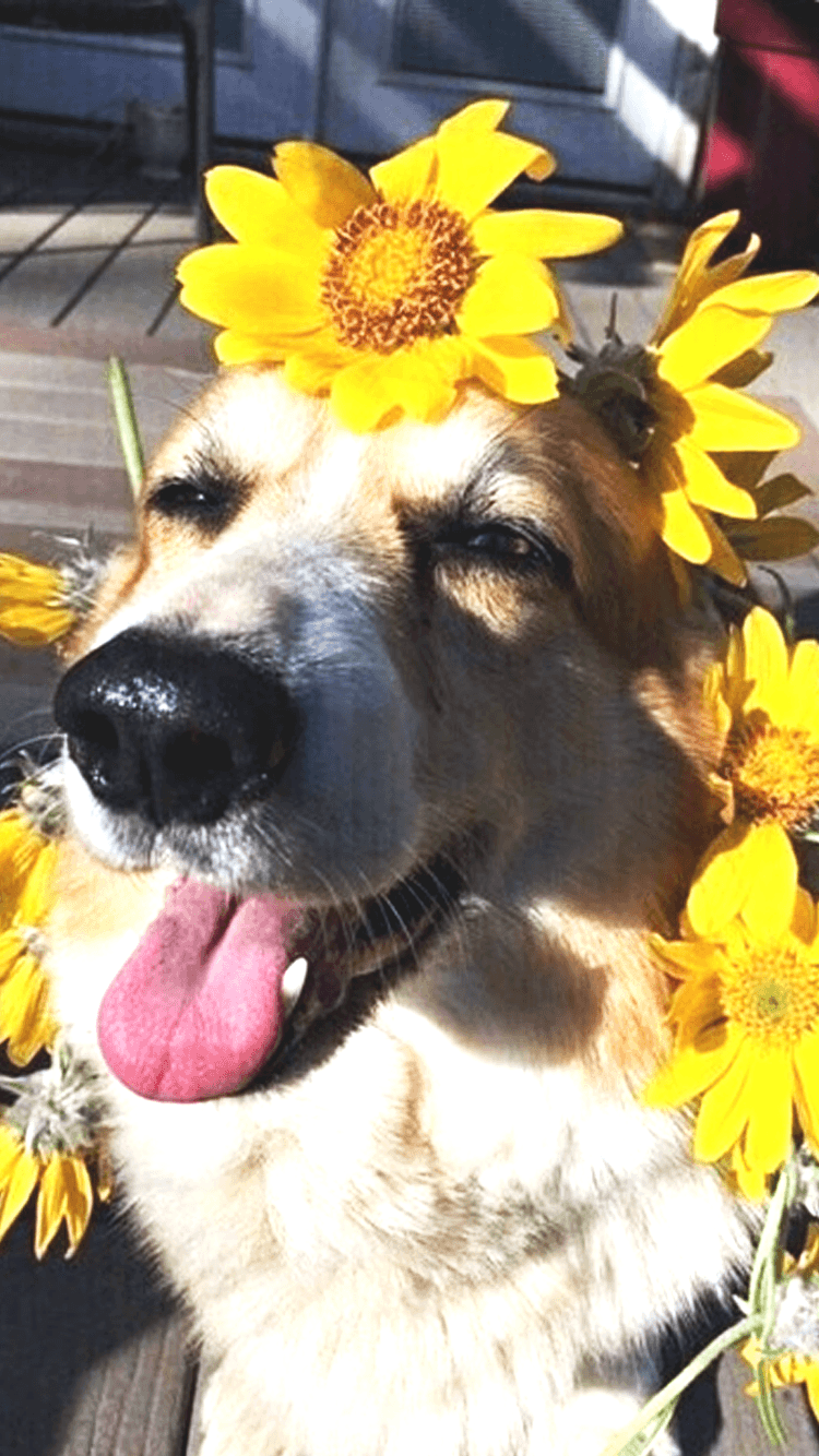 750x1334 Dog Aesthetic Sunflower Wallpaper