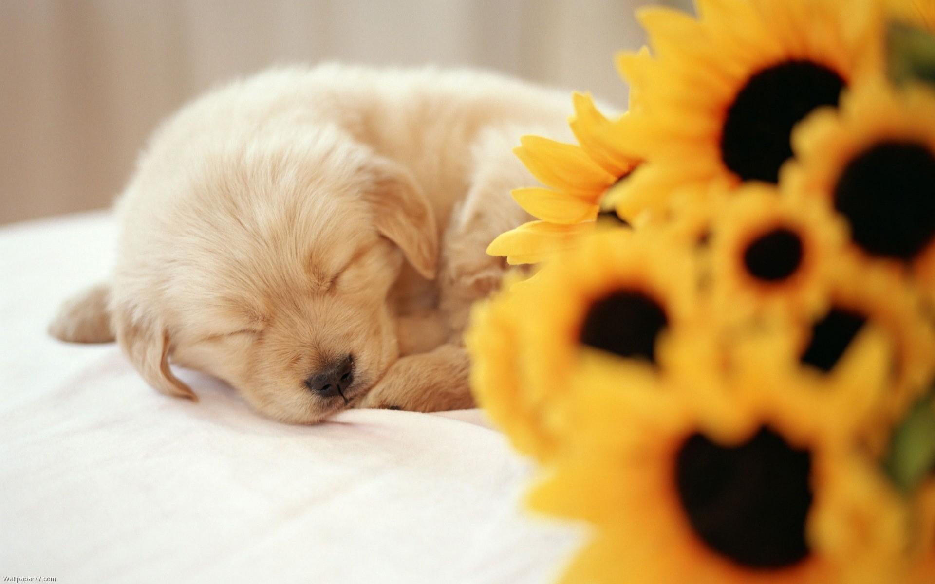 1920x1200 Sunflower And Puppy Background