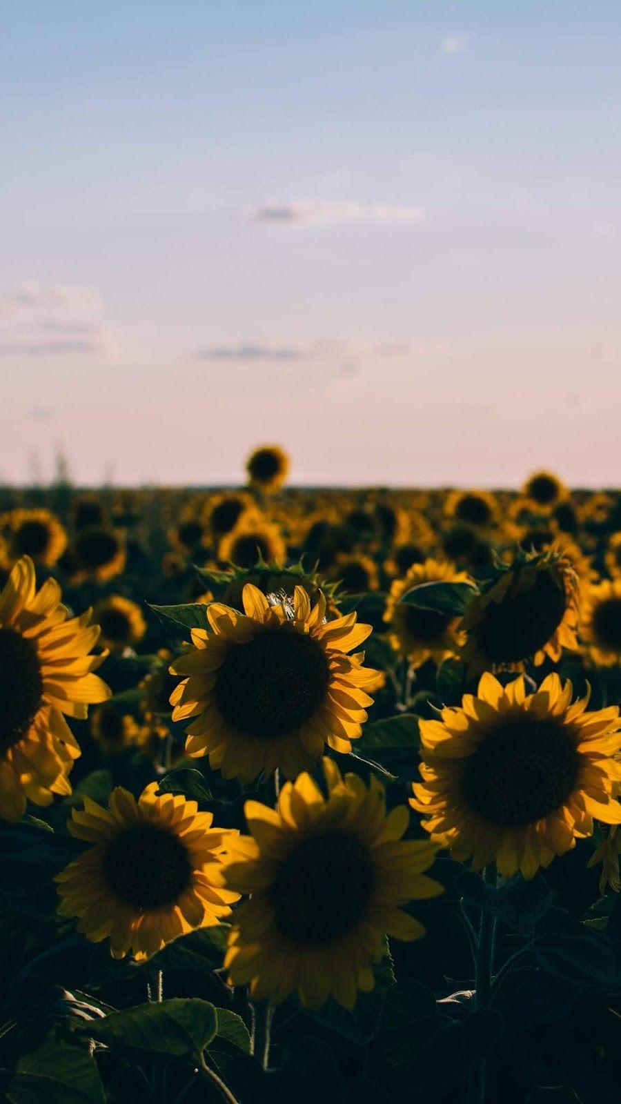 900x1600 Aesthetic Wallpaper Sunflower