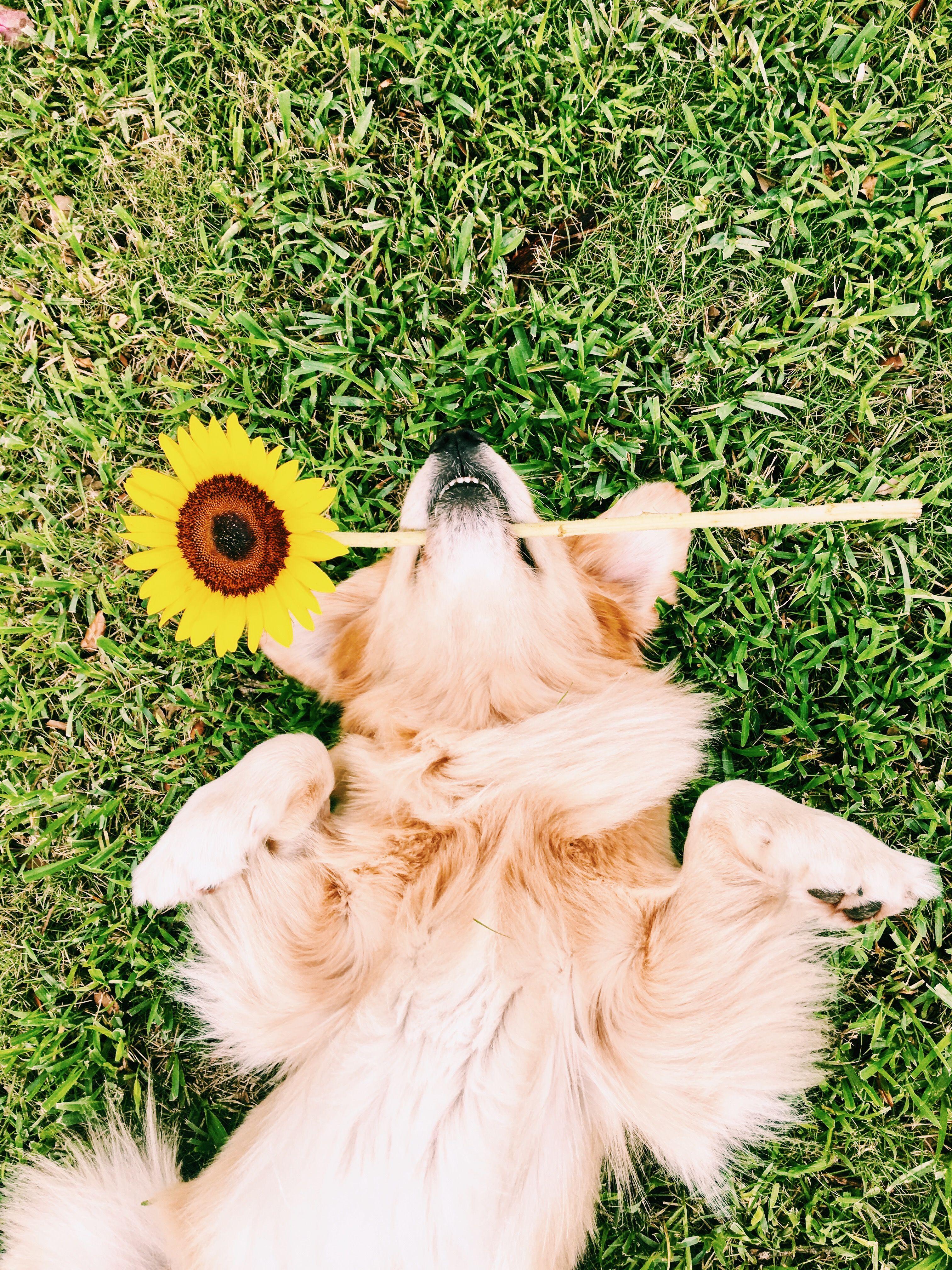 3024x4032 Golden retriever with sunflower. Golden retriever puppy photography, Retriever puppy, Golden retriever puppy