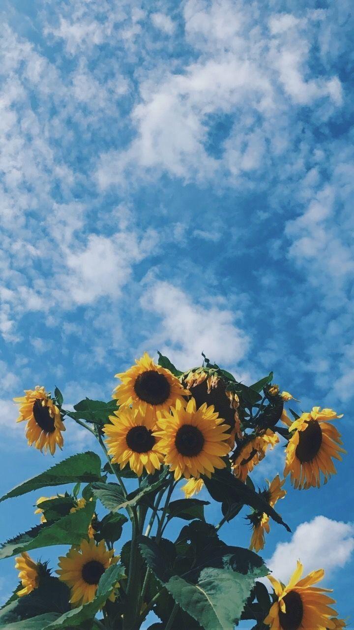 720x1280 Dog Aesthetic Sunflower Wallpaper