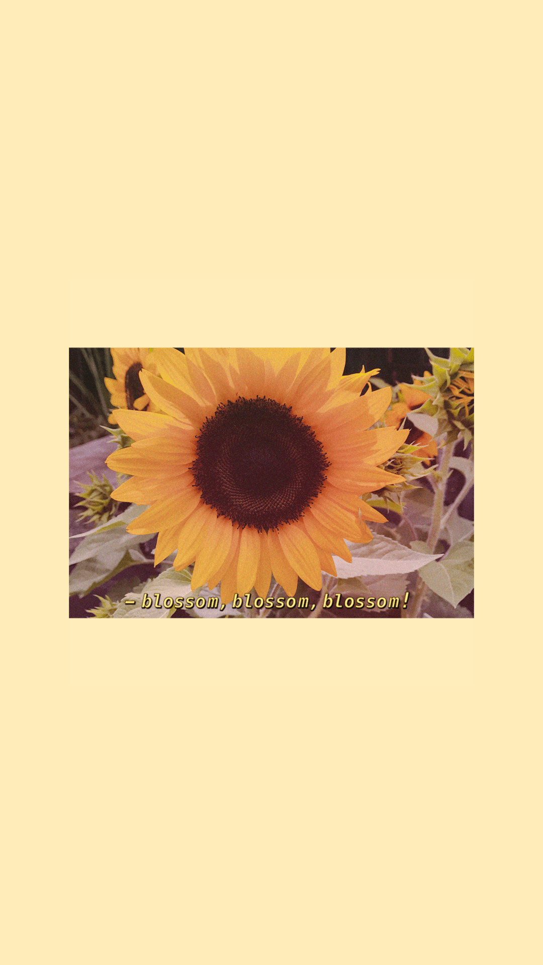 1080x1920 iPhone Aesthetic Sunflower Wallpaper