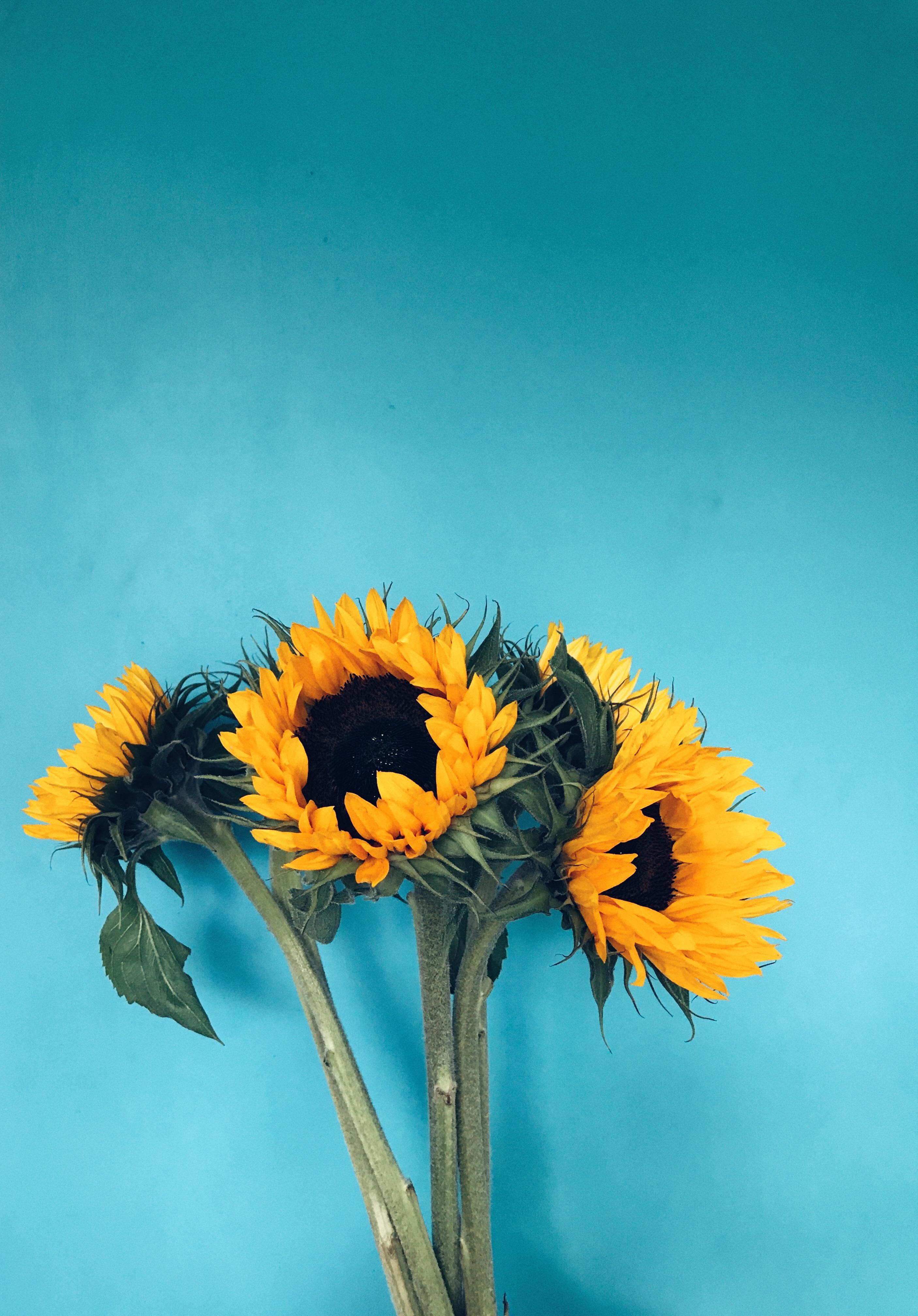 2813x4032 Four Sunflowers in Bloom on Teal Surface · Free