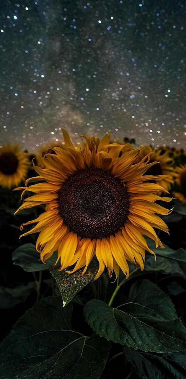 630x1280 Sunflower wallpaper