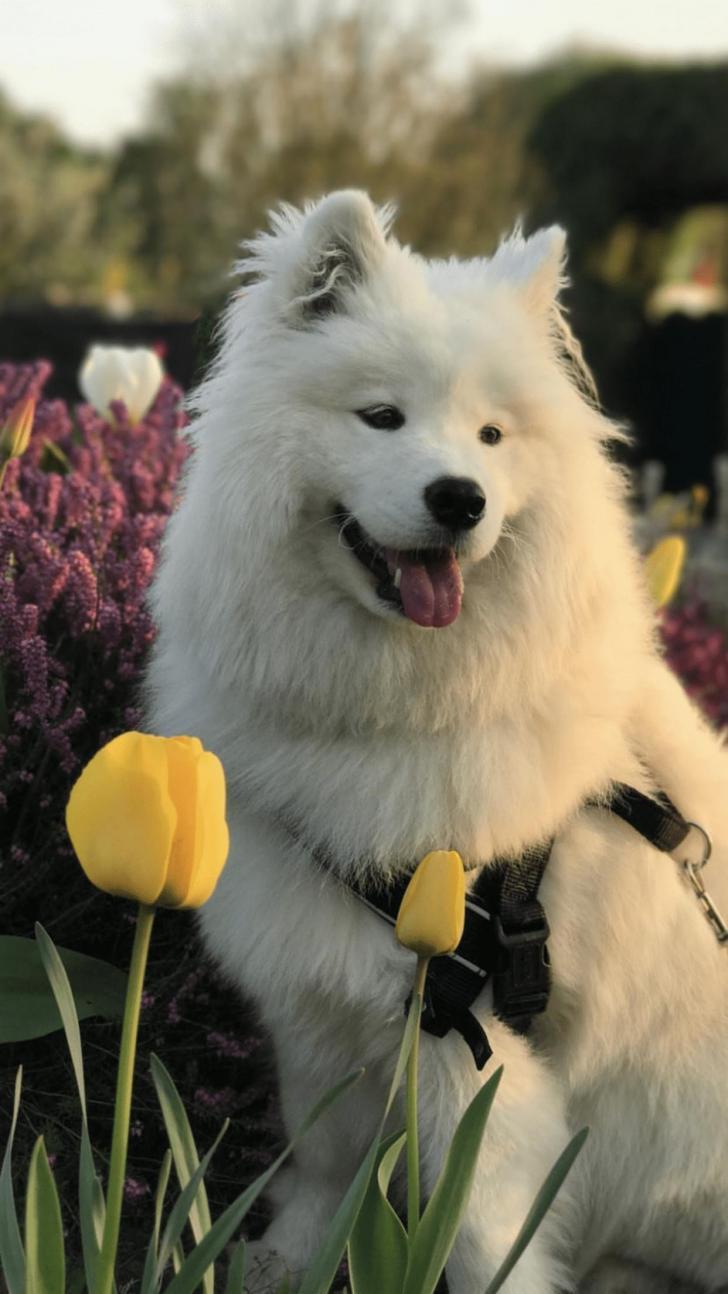 728x1294 Wallpaper HD: Dog, Aesthetic, Wallpaper, Top, Free, Dog, Aesthetic