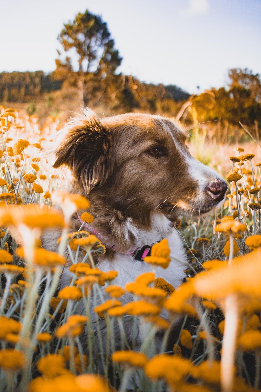 1000x1500 Dog Flowers Picture. Download Free Image