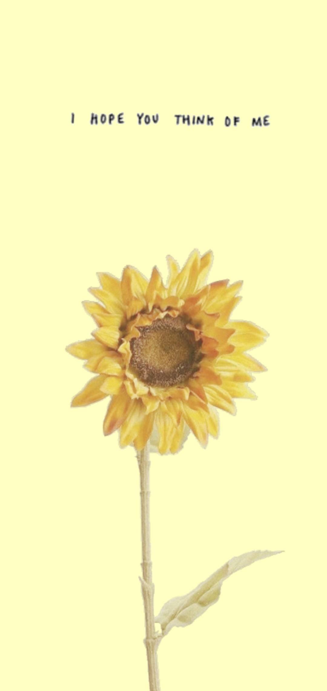 Aesthetic Sunflower Phone Wallpapers Top Free Aesthetic Sunflower Phone Backgrounds