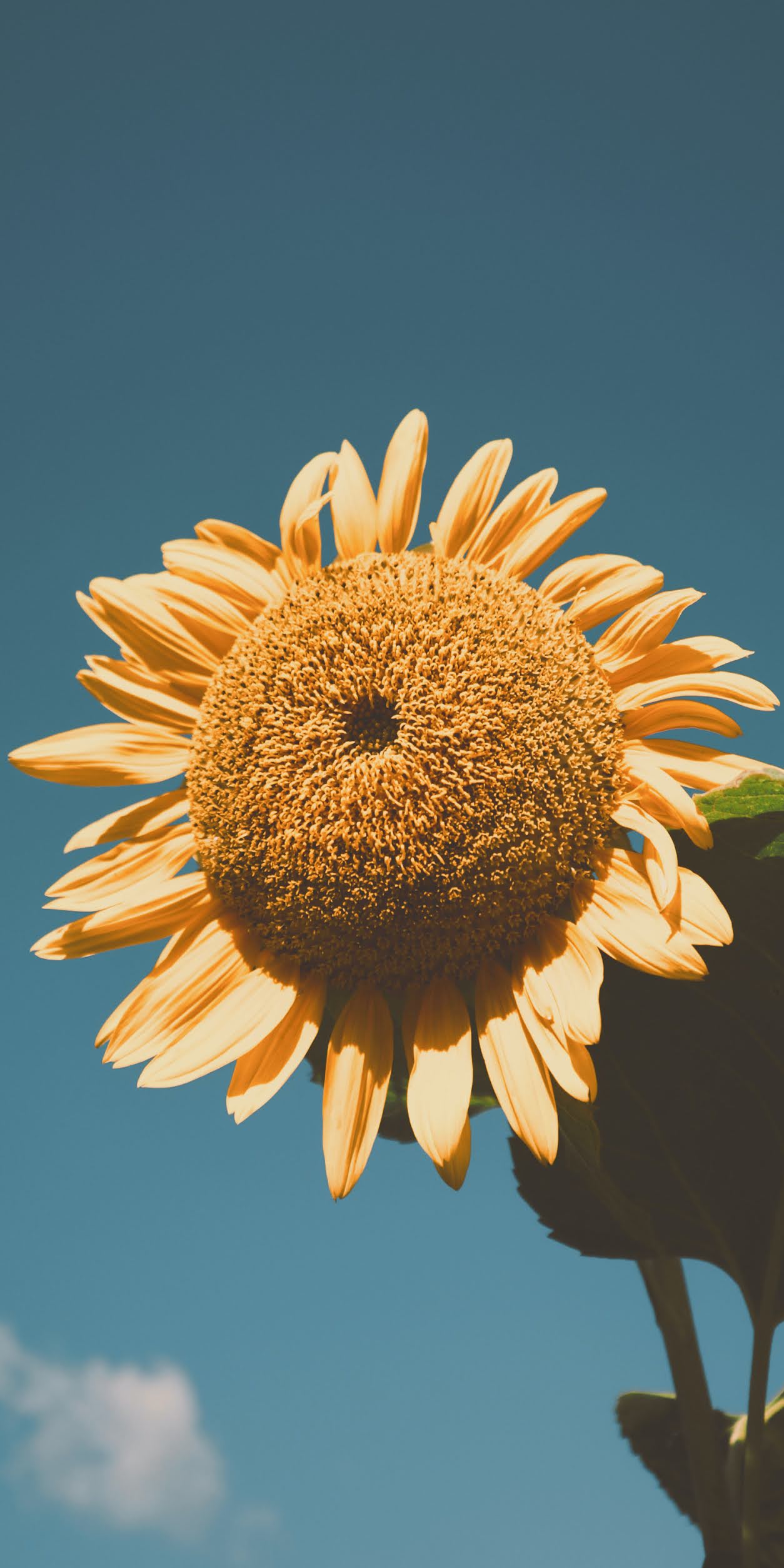 1254x2508 Sunflower wallpaper aesthetic