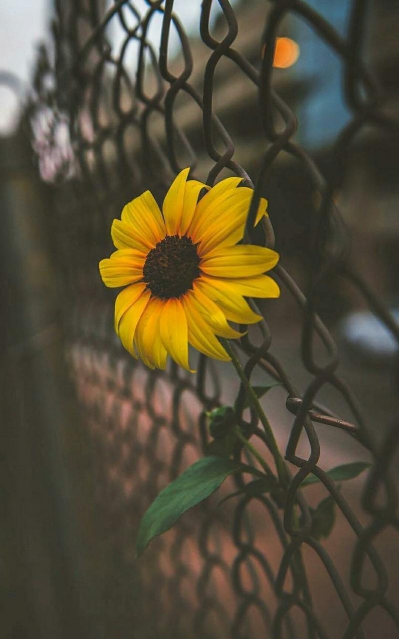 800x1280 Free download Cute Aesthetic Sunflower Wallpaper 3D Wallpaper Aesthetic [1080x1920] for your Desktop, Mobile & Tablet. Explore 3DwallpaperD Wallpaper for Windows Free 3D Wallpaper, 3D Wallpaper for Walls