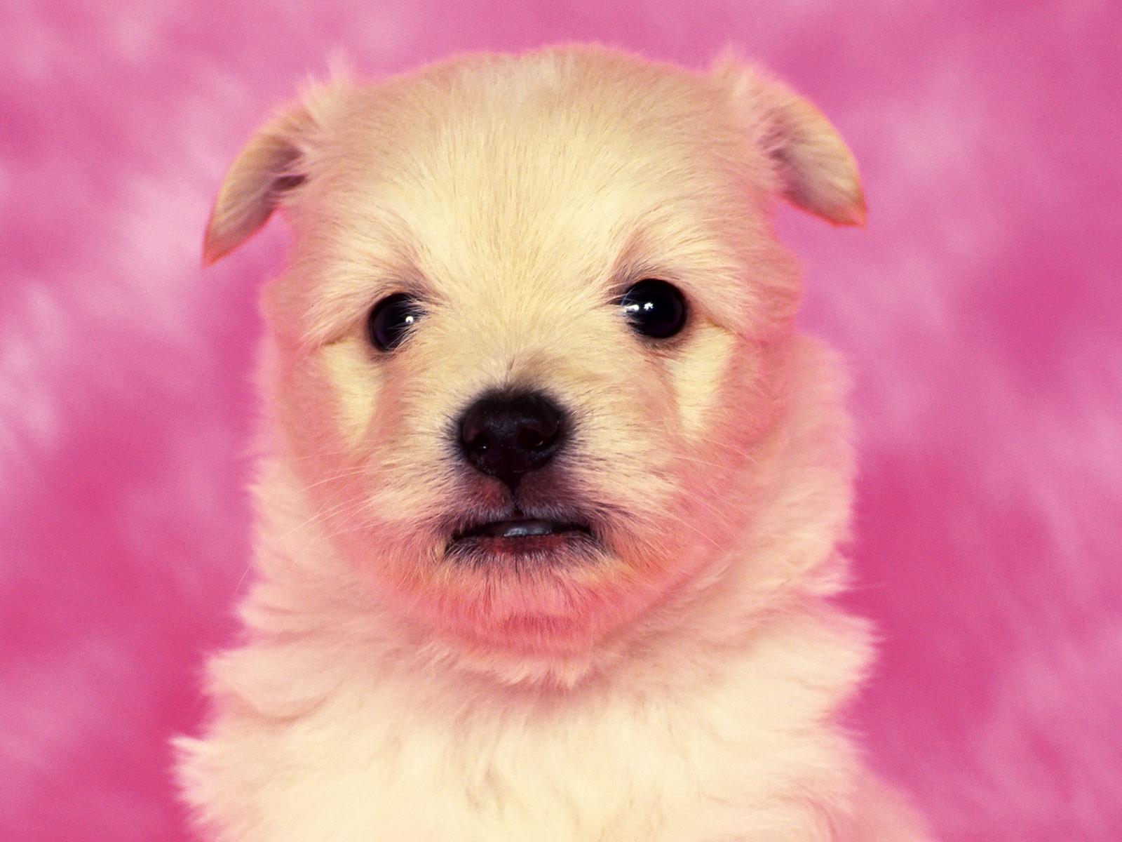 1600x1200 Free download Puppy Dog Cool Wallpaper 1600x1200 Puppy Dog Cool [1600x1200] for your Desktop, Mobile & Tablet. Explore Cool Dog Background. Cool 3D Wallpaper HD Dogs, Puppy Wallpaper Background