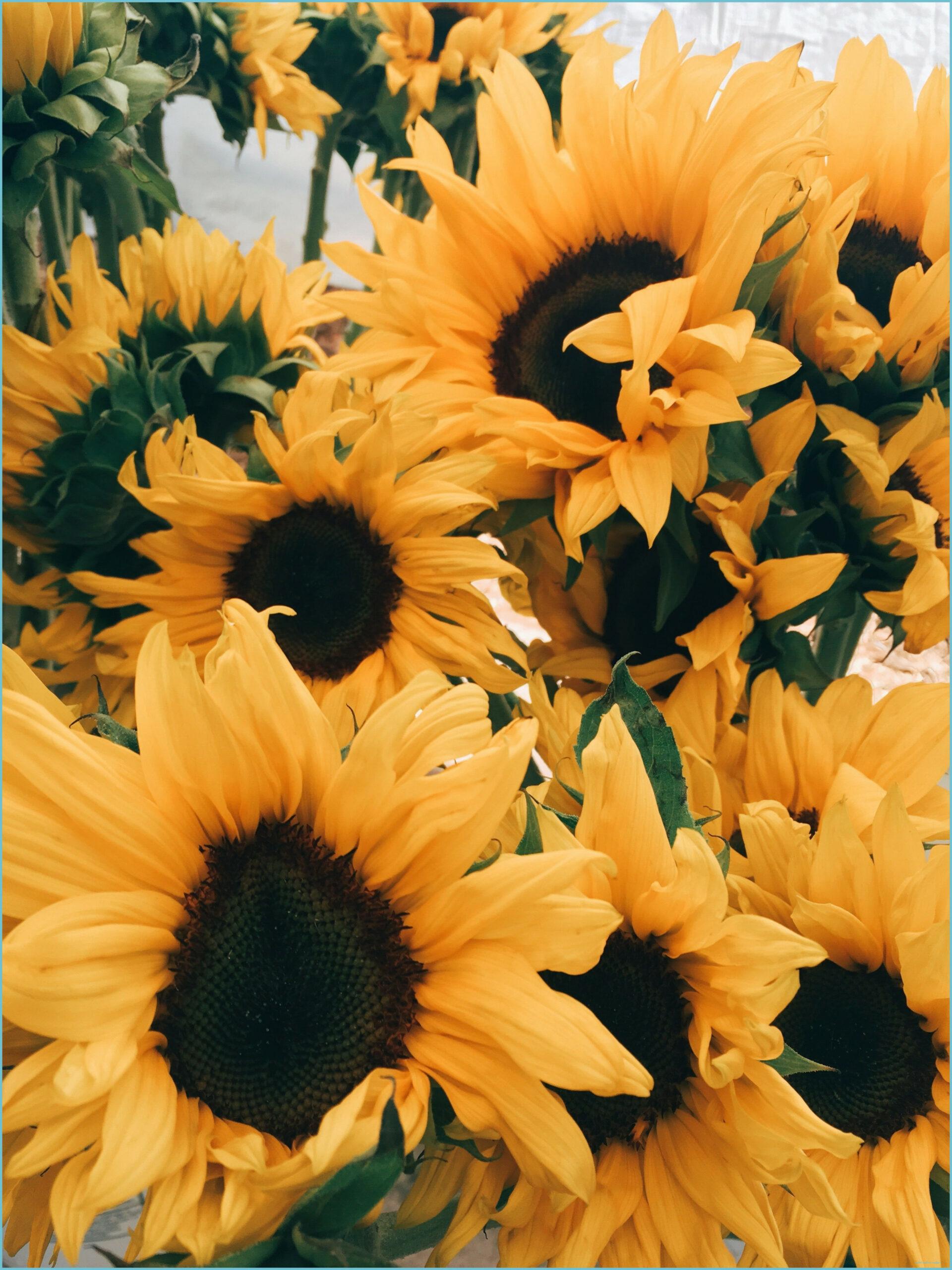 1920x2560 Learn The Truth About Aesthetic Sunflower Wallpaper In The Next 9 Seconds. Aesthetic Sunflower Wallpaper