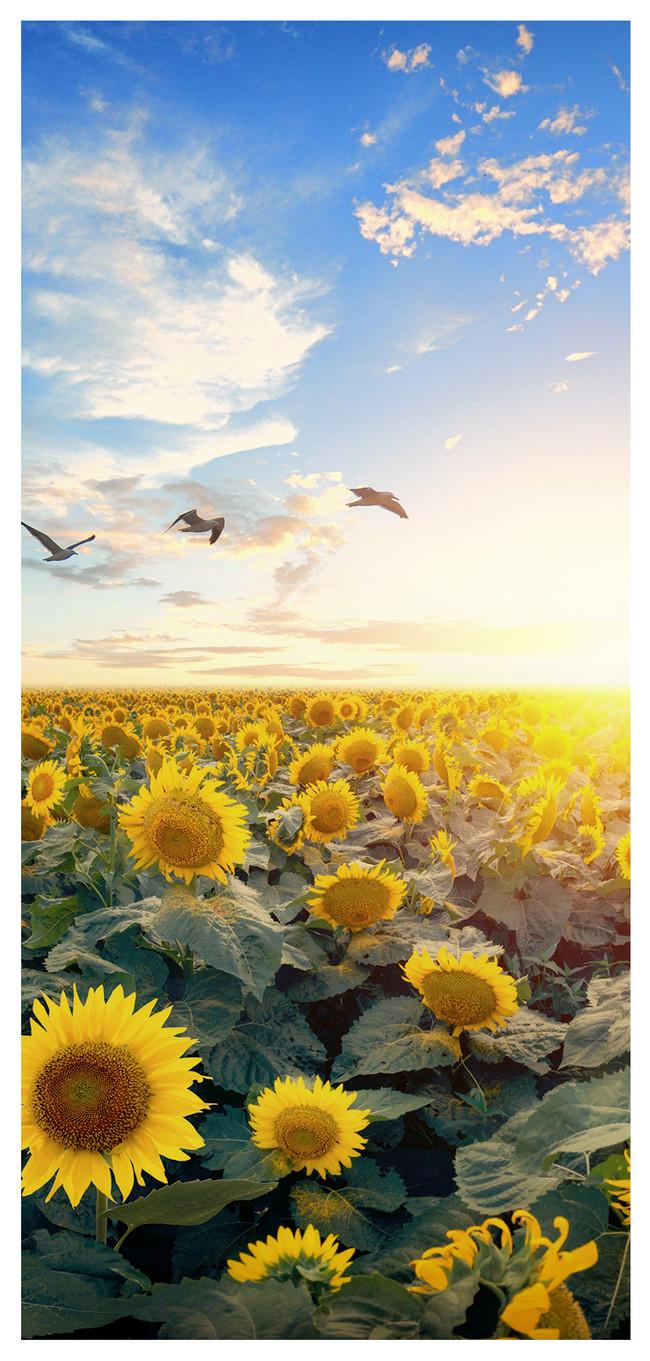 650x1361 Sunflower Mobile Wallpaper wallpaper background image free download