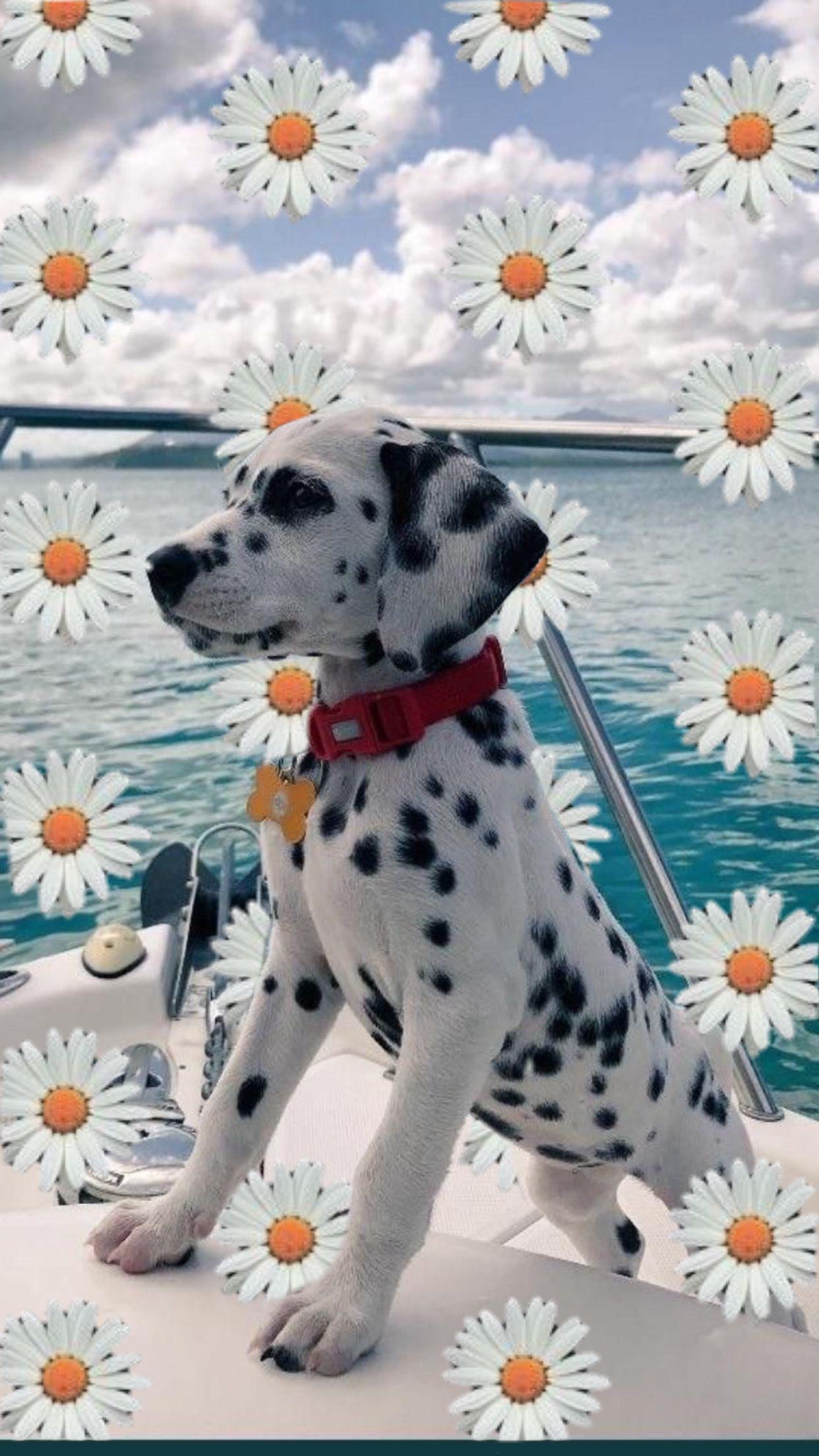1242x2209 Aesthetic dog picture. Dog picture, Cute dogs, Dogs