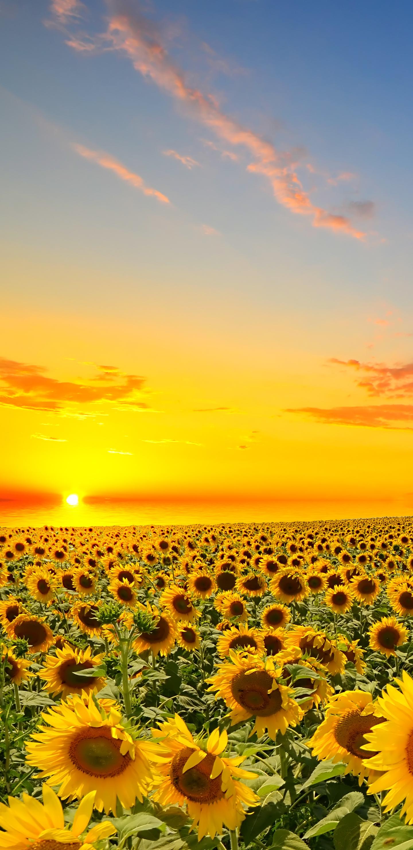 Aesthetic Sunflower Phone Wallpapers Top Free Aesthetic Sunflower Phone Backgrounds