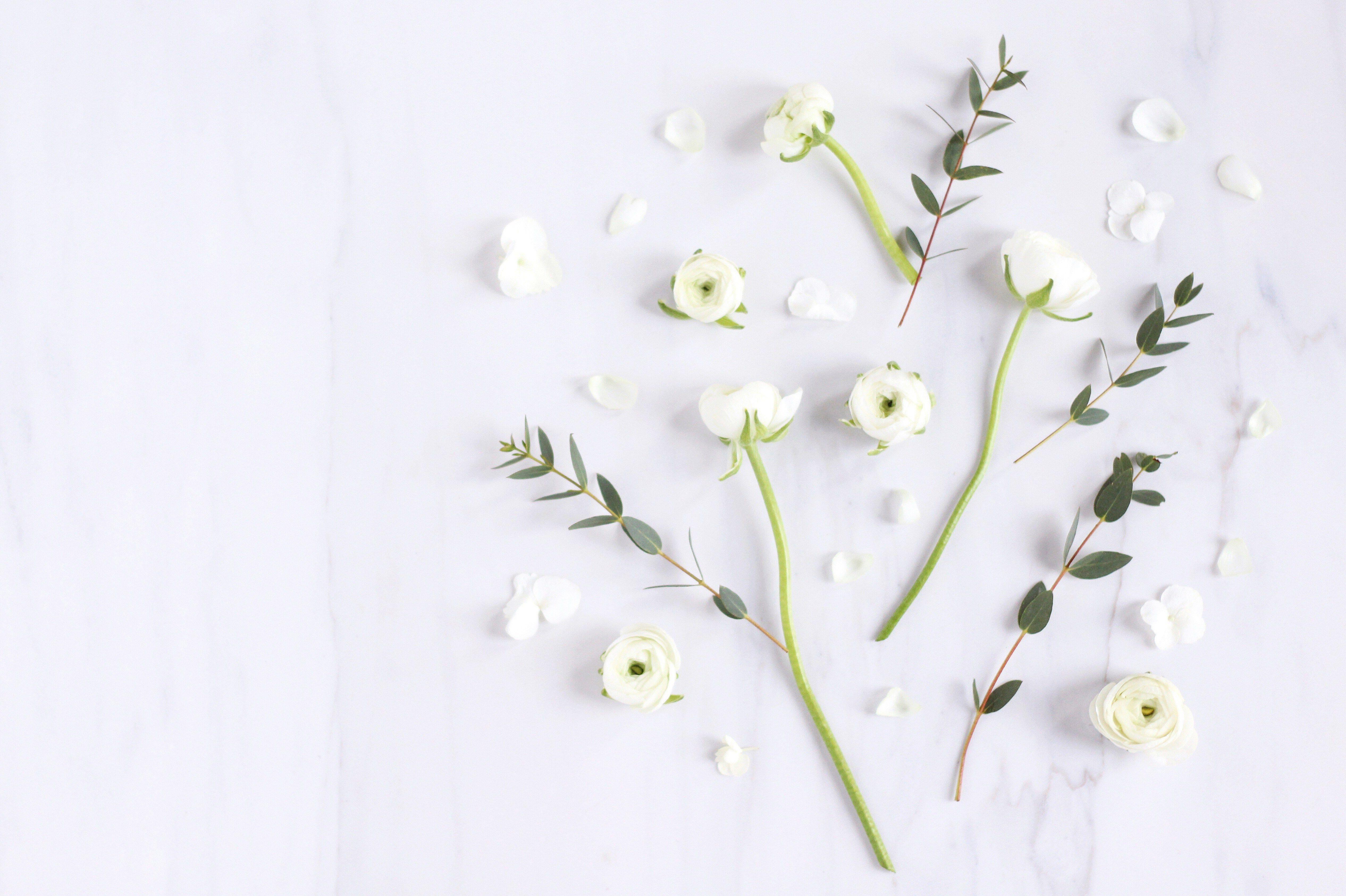 White Plant Wallpapers Top Free White Plant Backgrounds WallpaperAccess