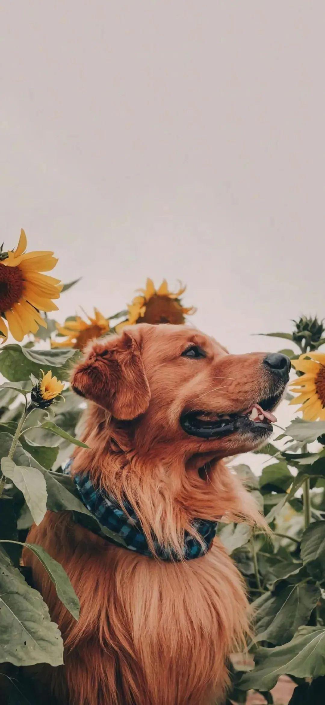 1080x2337 Wallpaper. Personalized And Beautiful Full Screen Wallpaper