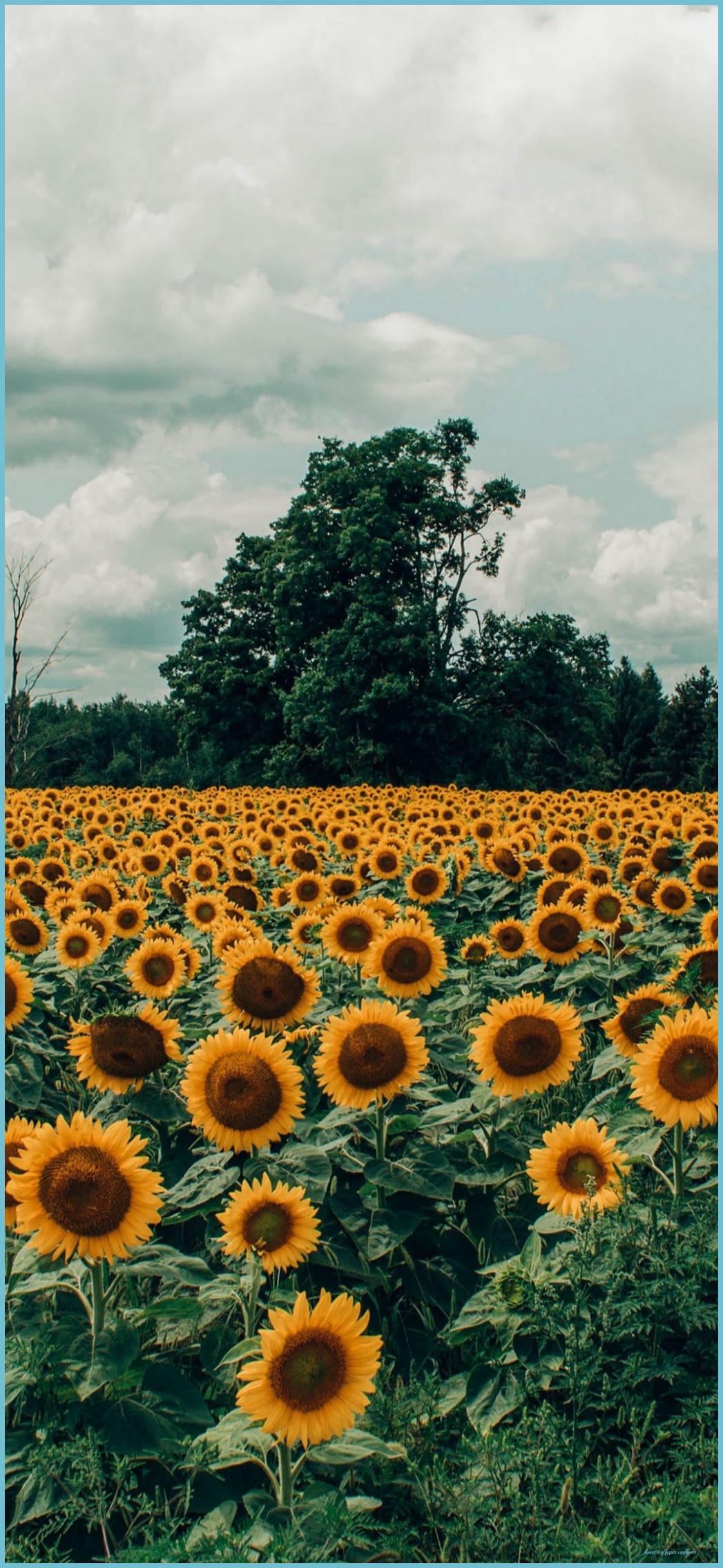 1047x2269 Wallpaper Aesthetic Sunflower Field, Sunflowers, Aesthetics, Cloud Wallpaper Sunflower