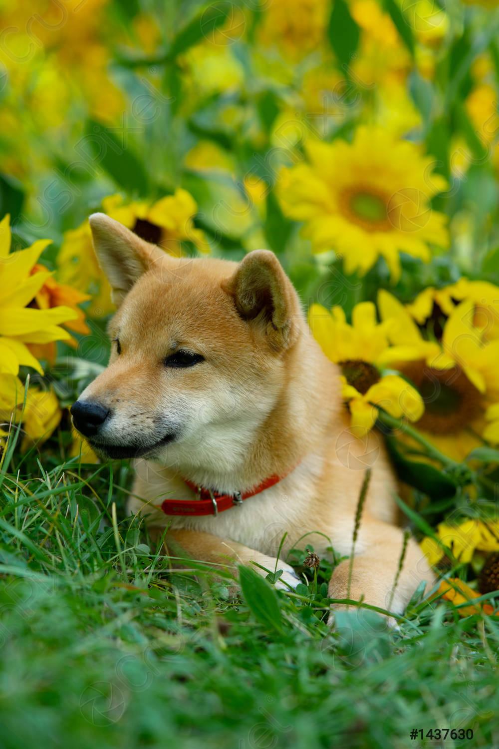 1000x1500 Little puppy Shiba inu on a beautiful background of sunflowers