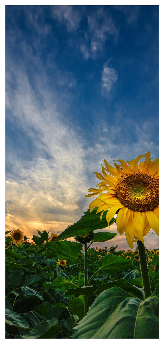 Aesthetic Sunflower Phone Wallpapers Top Free Aesthetic Sunflower Phone Backgrounds