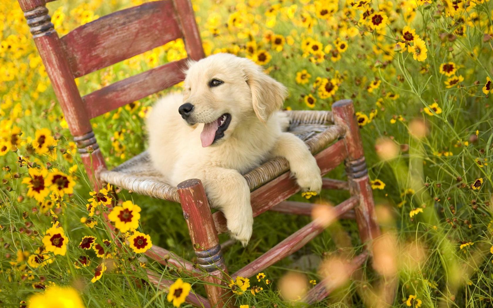 1680x1050 Free download Golden Retriever Cute Puppy Wallpaper in HD for Desktop [1920x1200] for your Desktop, Mobile & Tablet. Explore Free Wallpaper Spring Dogs. Happy Spring Wallpaper by Kate, Free