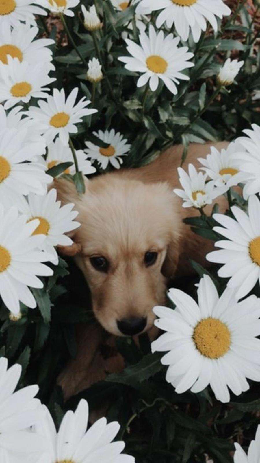 900x1600 Dog HD Wallpaper For Phone