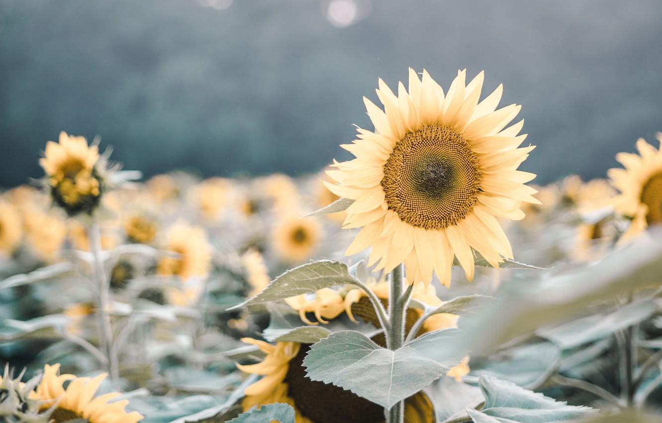 1332x850 Wallpaper field, nature, flowers, plants, sunflowers, flowering, macros image for desktop, section цветы