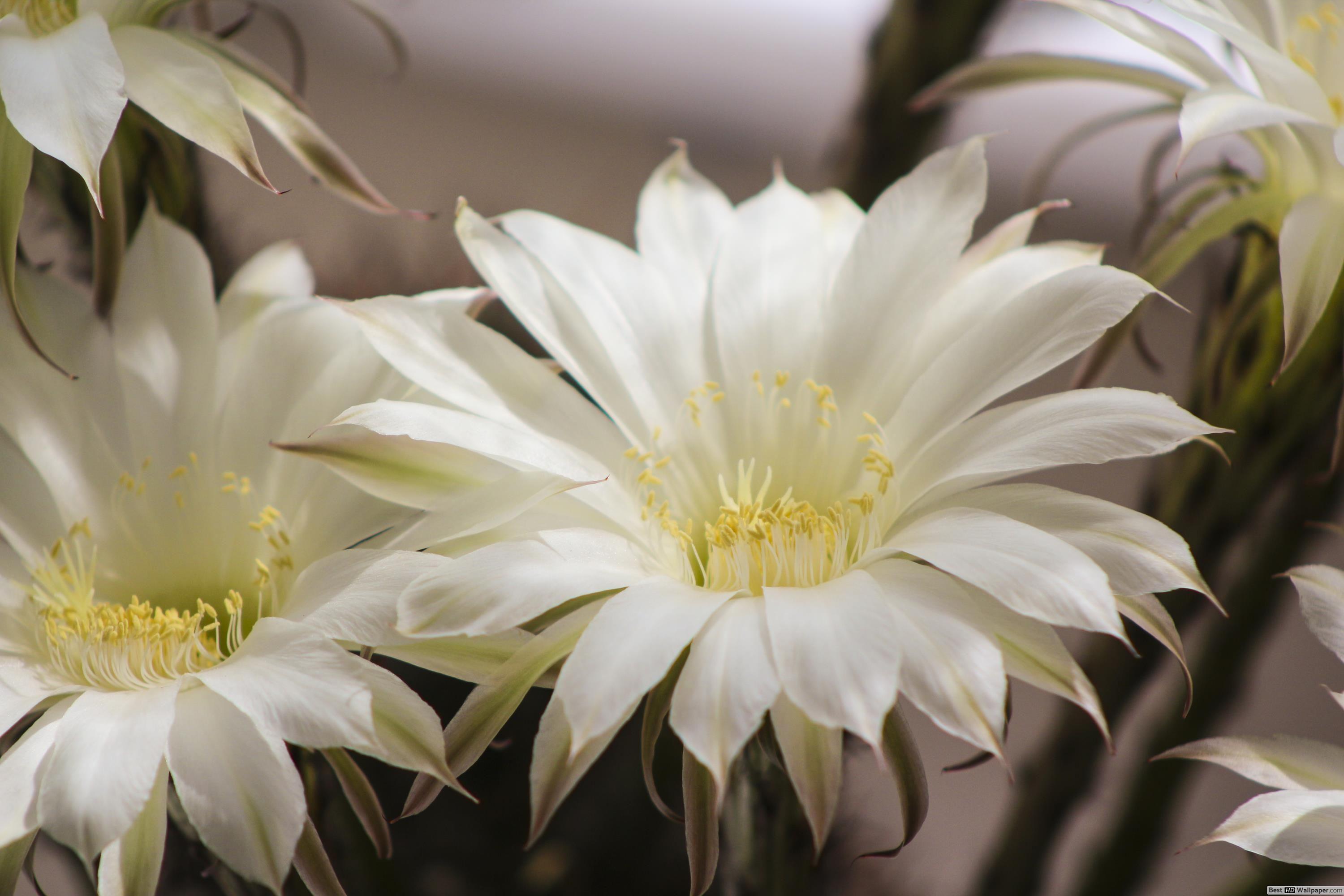3000x2000 White cactus flower HD wallpaper download