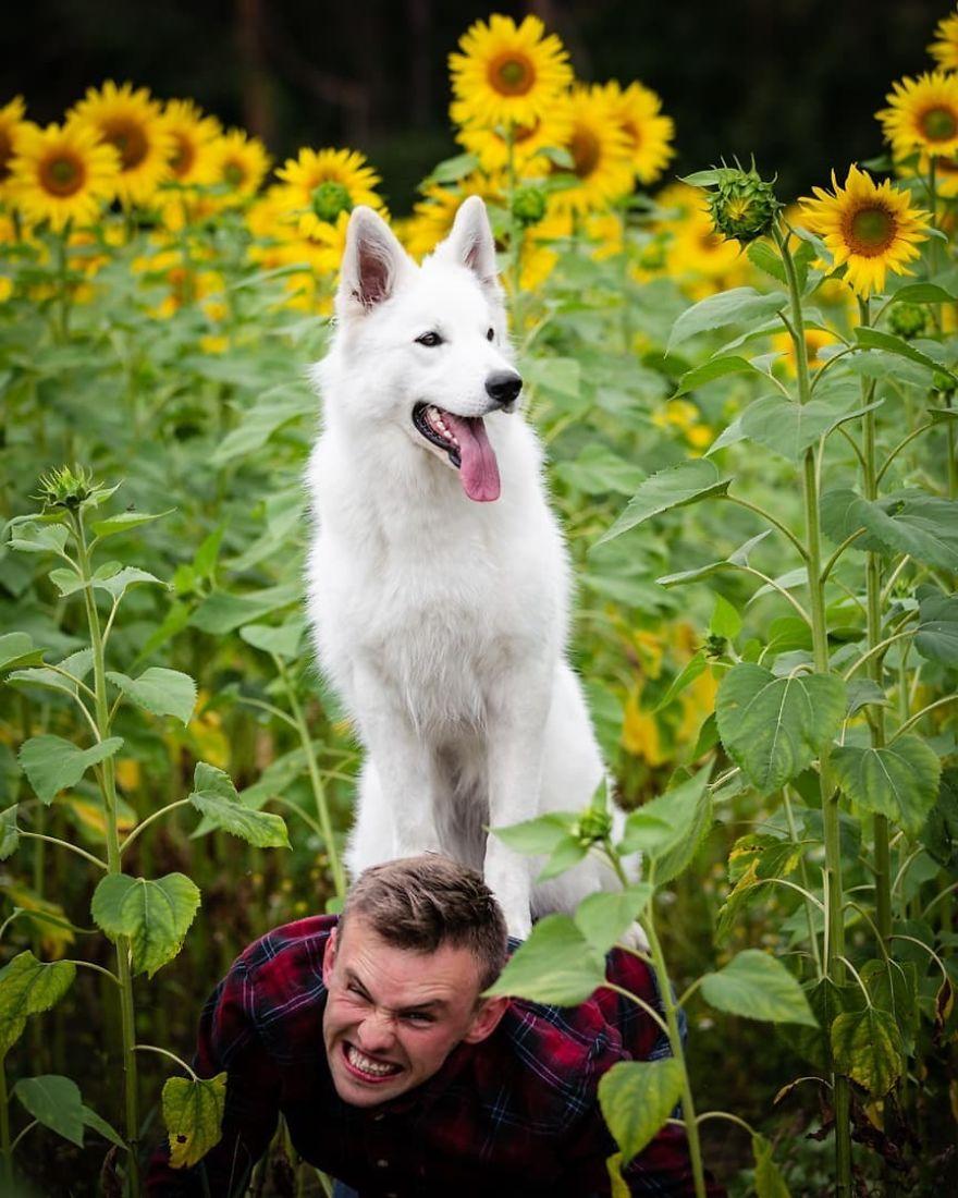 880x1100 Woman's Photohoot Of Her Three Dogs With Sunflowers Goes Hilariously Wrong When They Discover How Tasty The Flowers Are