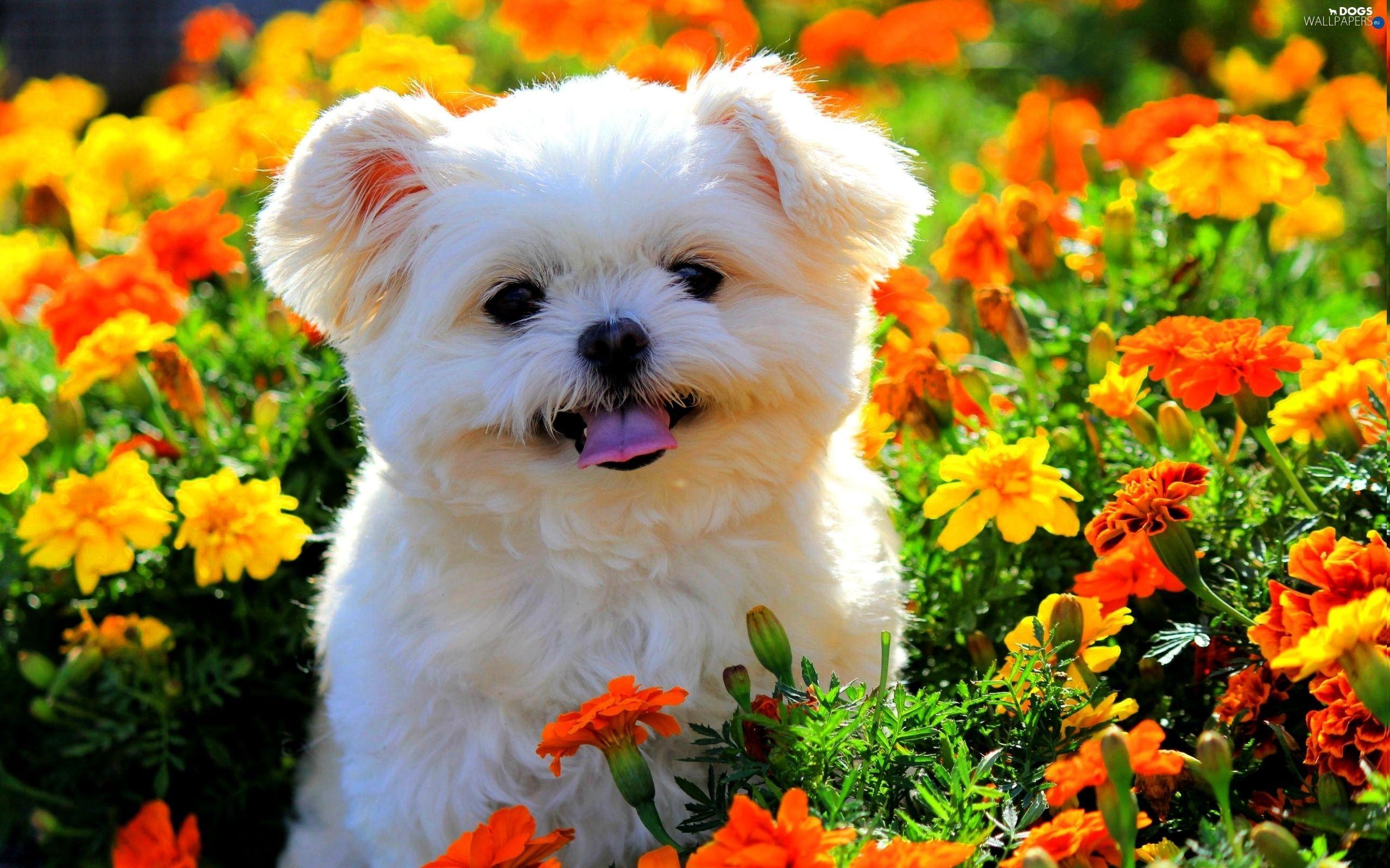 2560x1600 Puppy with Flower Wallpaper, HD Puppy with Flower Background on WallpaperBat